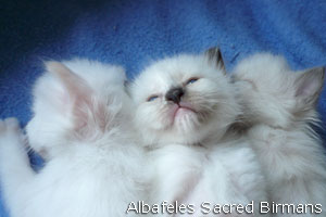 foto Hurricane e cuccioli