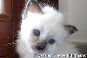 foto Hurricane e cuccioli