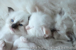 foto Hurricane e cuccioli
