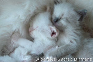 foto Hurricane e cuccioli