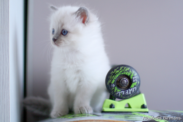 cuccioli sacro di birmania