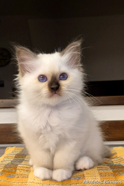 cuccioli sacro di birmania