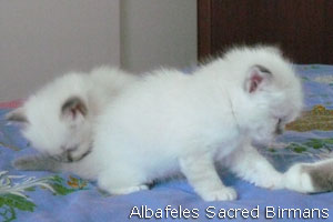 foto Minerva e cuccioli blu-point e blu-tabby-point