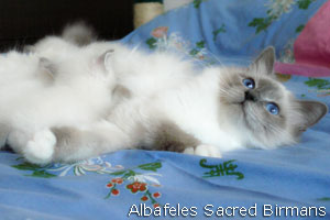 foto Minerva e cuccioli blu-point e blu-tabby-point