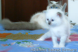 foto Minerva e cuccioli blu-point e blu-tabby-point