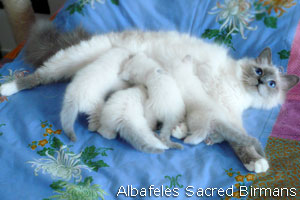 foto Minerva e cuccioli blu-point e blu-tabby-point