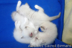 foto Minerva e cuccioli blu-point e blu-tabby-point