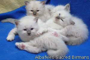 foto Minerva e cuccioli blu-point e blu-tabby-point