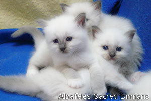 foto Minerva e cuccioli blu-point e blu-tabby-point