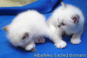 foto Minerva e cuccioli blu-point e blu-tabby-point