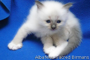 foto Minerva e cuccioli blu-point e blu-tabby-point