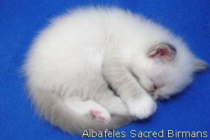 foto Minerva e cuccioli blu-point e blu-tabby-point