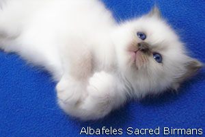 foto Minerva e cuccioli blu-point e blu-tabby-point