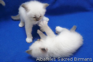 foto Minerva e cuccioli blu-point e blu-tabby-point
