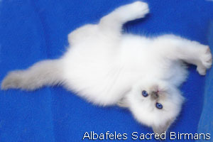 foto Minerva e cuccioli blu-point e blu-tabby-point