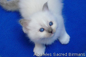 foto Minerva e cuccioli blu-point e blu-tabby-point