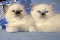 cuccioli