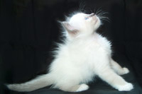 cuccioli