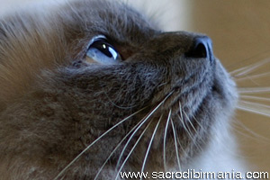 Frodo, blu-point