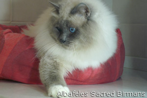 Frodo Baggins blue-point