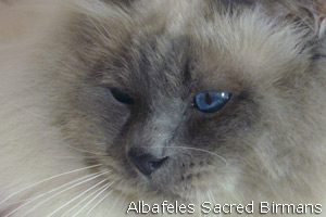 Frodo Baggins blue-point