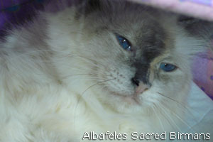 foto Gatto Hurricane