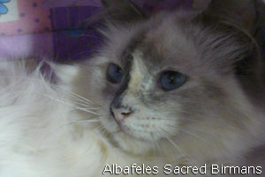 foto Gatto Hurricane
