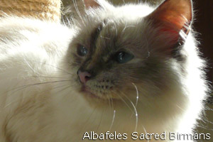 Hurricane, blu crema
