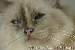 Hurricane, blu crema