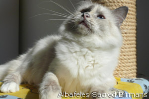 Hurricane, blue-tortie-point
