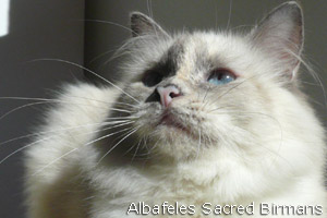 Hurricane, blu crema