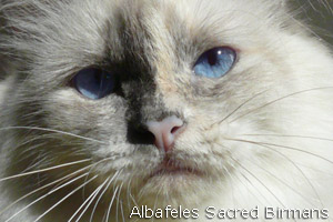 Hurricane, blu crema