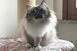Iside seal-tabby-point