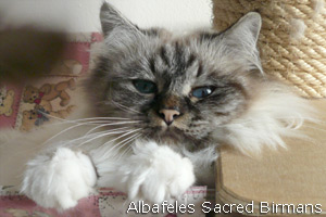 Iside seal-tabby-point