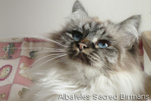 Iside seal-tabby-point