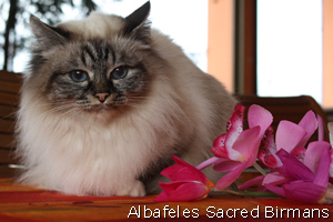 Iside seal-tabby-point