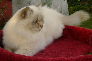jessica-rabbit lilac-tabby-point