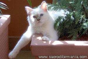 Minosse, lilac-tabby-point