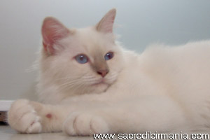 Minosse, lilac-tabby-point