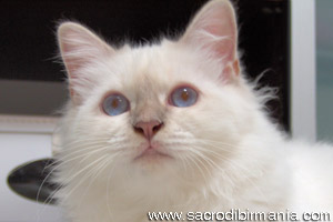 Minosse, lilac-tabby-point