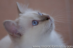Minosse, lilac-tabby-point