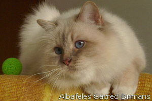 Minosse, lilac-tabby-point