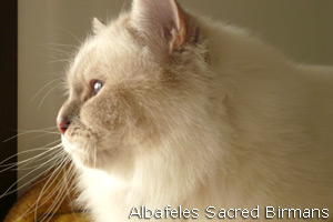 Minosse, lilac-tabby-point