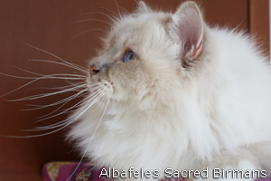 Minosse, lilac-tabby-point