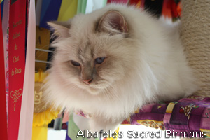 Minosse, lilac-tabby-point