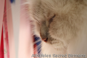 Minosse, lilac-tabby-point