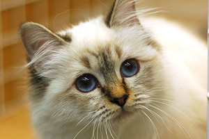 Cuccioli di Minosse