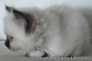 Cuccioli di Minosse