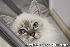 Pauline , blue-tabby point