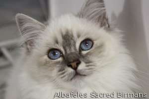 Pauline, blue-tabby point